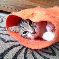 Tekir Kedi, Kedi  FINDIK fotoğrafı