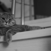 Scottish Fold, Kedi  LEON fotoğrafı