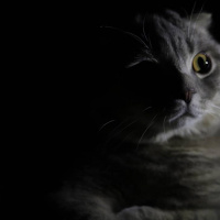 Scottish Fold, Kedi  LEON fotoğrafı