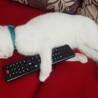 Van Kedisi, Kedi  Sweetie fotoğrafı