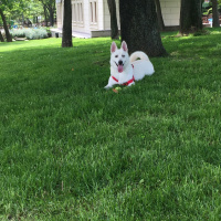 Canaan Köpeği, Köpek  Hera fotoğrafı