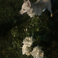 Canaan Köpeği, Köpek  Hera fotoğrafı