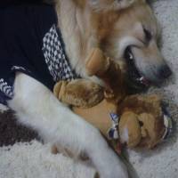 Golden Retriever, Köpek  Maximus fotoğrafı