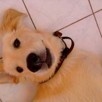 Golden Retriever, Köpek  Maximus fotoğrafı