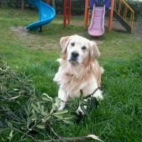 Golden Retriever, Köpek  Maximus fotoğrafı