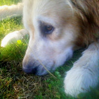 Golden Retriever, Köpek  Maximus fotoğrafı