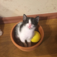 Tekir Kedi, Kedi  Ücretsiz sahiplendirme fotoğrafı