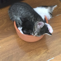Tekir Kedi, Kedi  Ücretsiz sahiplendirme fotoğrafı