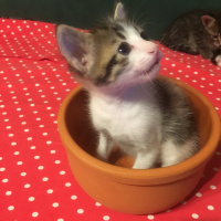 Tekir Kedi, Kedi  Ücretsiz sahiplendirme fotoğrafı