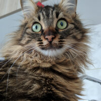 Maine Coon, Kedi  Mia fotoğrafı