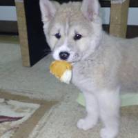 Akita İnu, Köpek  sofya fotoğrafı