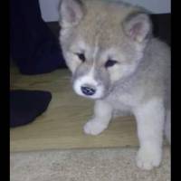Akita İnu, Köpek  sofya fotoğrafı