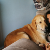 Golden Retriever, Köpek  Bitti fotoğrafı