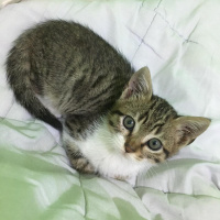 Tekir Kedi, Kedi  Loki fotoğrafı