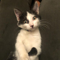 Tekir Kedi, Kedi  Coco fotoğrafı