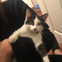 Tekir Kedi, Kedi  Coco fotoğrafı