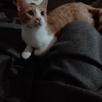 Sarman, Kedi  Leblebi fotoğrafı