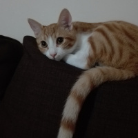 Sarman, Kedi  Leblebi fotoğrafı