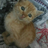 Sarman, Kedi  tarçın fotoğrafı