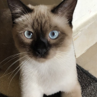 Siyam Kedisi, Kedi  Alina fotoğrafı