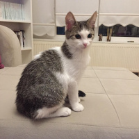 Tekir Kedi, Kedi  -- fotoğrafı
