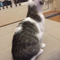 Tekir Kedi, Kedi  -- fotoğrafı
