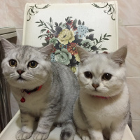 British Shorthair, Kedi  Sütlaç fotoğrafı