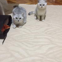 British Shorthair, Kedi  Sütlaç fotoğrafı