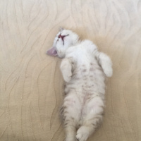 British Shorthair, Kedi  Sütlaç fotoğrafı