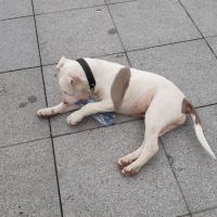 Amerikan Pitbull Terrier, Köpek  Mişa fotoğrafı