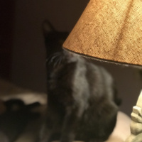 Bombay, Kedi  Murat fotoğrafı
