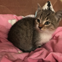 Tekir Kedi, Kedi  Mırnak fotoğrafı