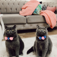 British Shorthair, Kedi  Miu fotoğrafı