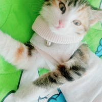Tekir Kedi, Kedi  Alice fotoğrafı