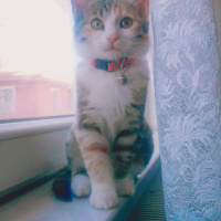 Tekir Kedi, Kedi  Alice fotoğrafı