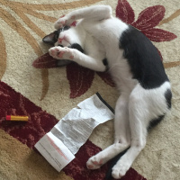 Tuxedo (Smokin) Kedi, Kedi  Maişa fotoğrafı