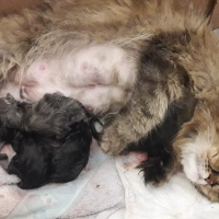 İran Kedisi (Persian), Kedi  Bade fotoğrafı