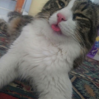 Tekir Kedi, Kedi  Şaşkın fotoğrafı
