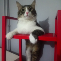 Tekir Kedi, Kedi  Şaşkın fotoğrafı