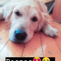 Golden Retriever, Köpek  Lady fotoğrafı