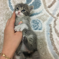 Kashmir , Kedi  Lucifer fotoğrafı