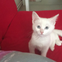 Ankara Kedisi, Kedi  Kedi fotoğrafı