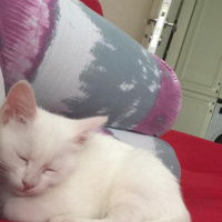 Ankara Kedisi, Kedi  Kedi fotoğrafı