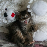 Tekir Kedi, Kedi  Gece fotoğrafı