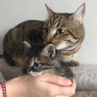 Tekir Kedi, Kedi  Gece fotoğrafı