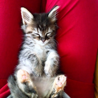 Tekir Kedi, Kedi  Gece fotoğrafı