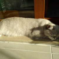 British Shorthair, Kedi  Lulu fotoğrafı