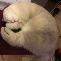 British Shorthair, Kedi  Lulu fotoğrafı