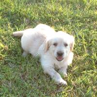 Golden Retriever, Köpek  Brandy fotoğrafı