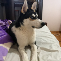 Sibirya Kurdu (Husky), Köpek  Black fotoğrafı
